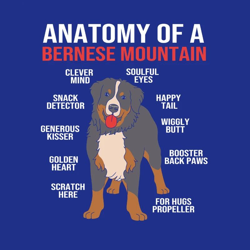 Bouvier bernois