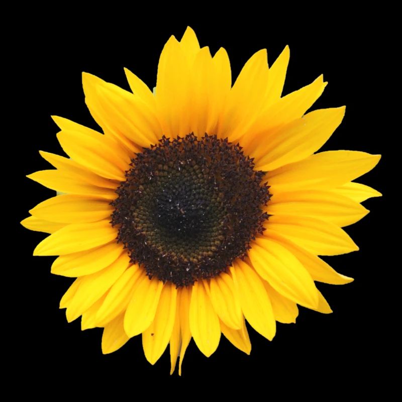 Fleur, Jaune, Fleur Jaune, Fleurs, Tournesol, Fleur
