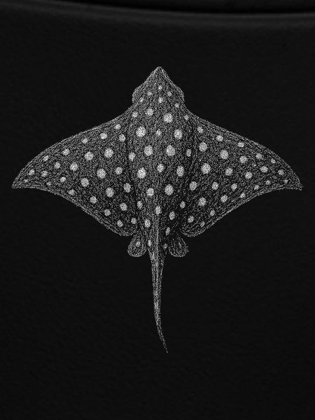 Spotted Eagle Ray