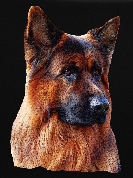 Altdeutscher Schäferhund Deutscher Schäferhund