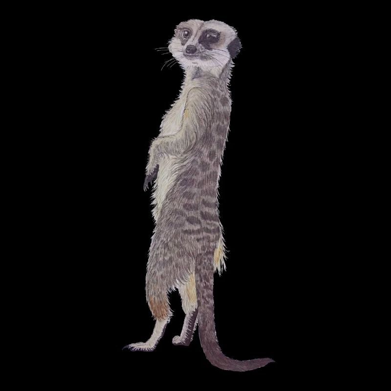 suricate droit