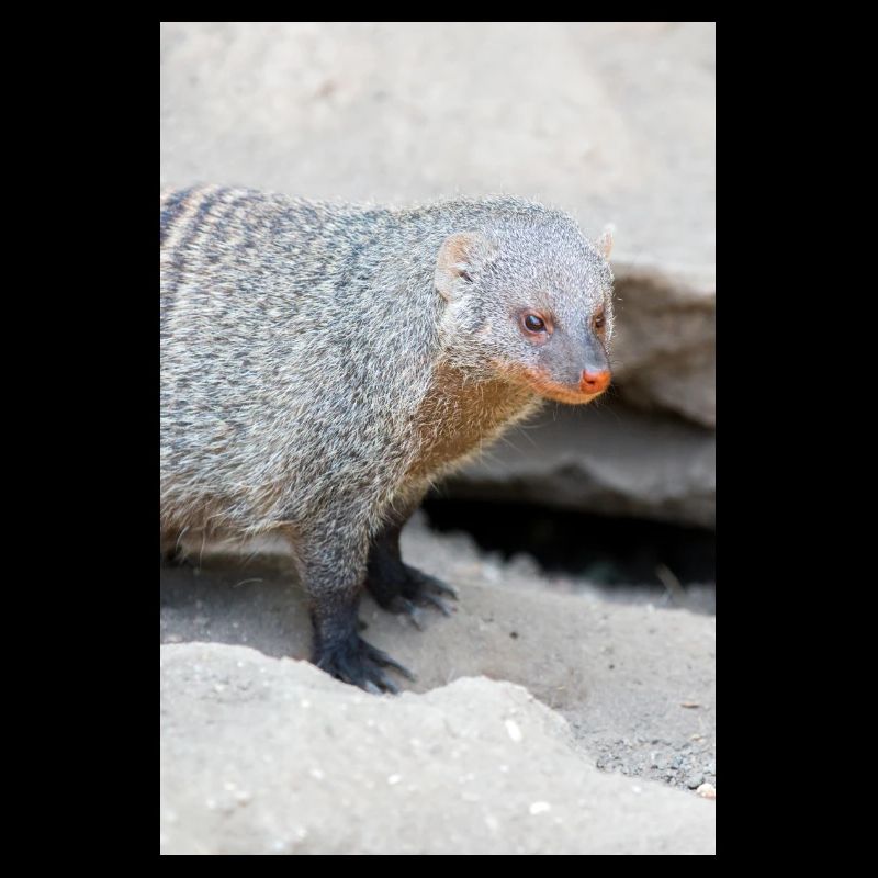 Banded Mongoose or Zebra Mongoose