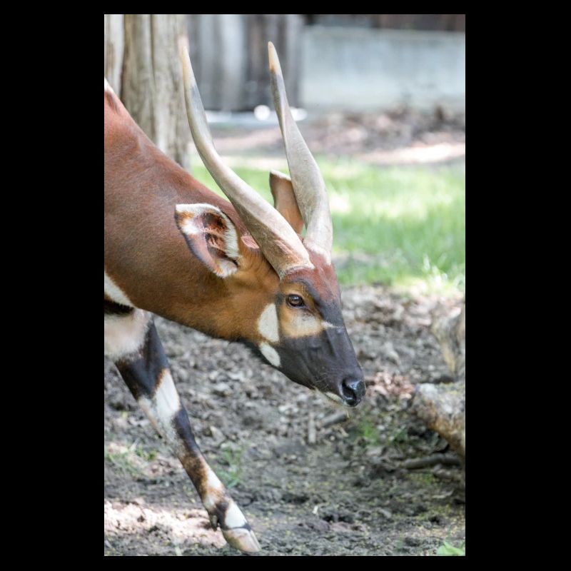 Östlicher Bongo Tragelaphus euryce