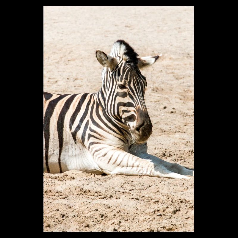 Zebra (in german Zebra or Zebras) Hippotigris