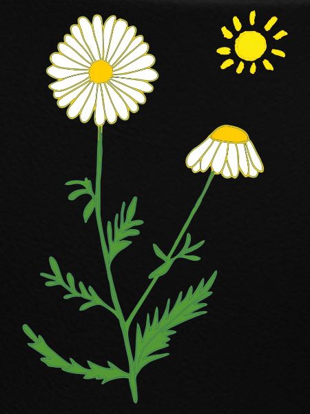 Chamomile with sun