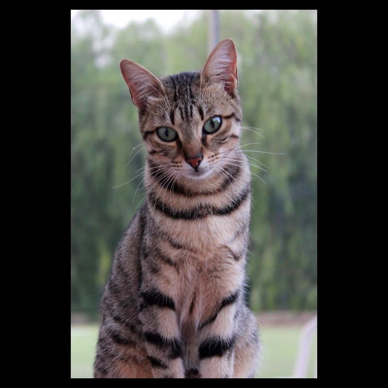 Katze Kätzchen
