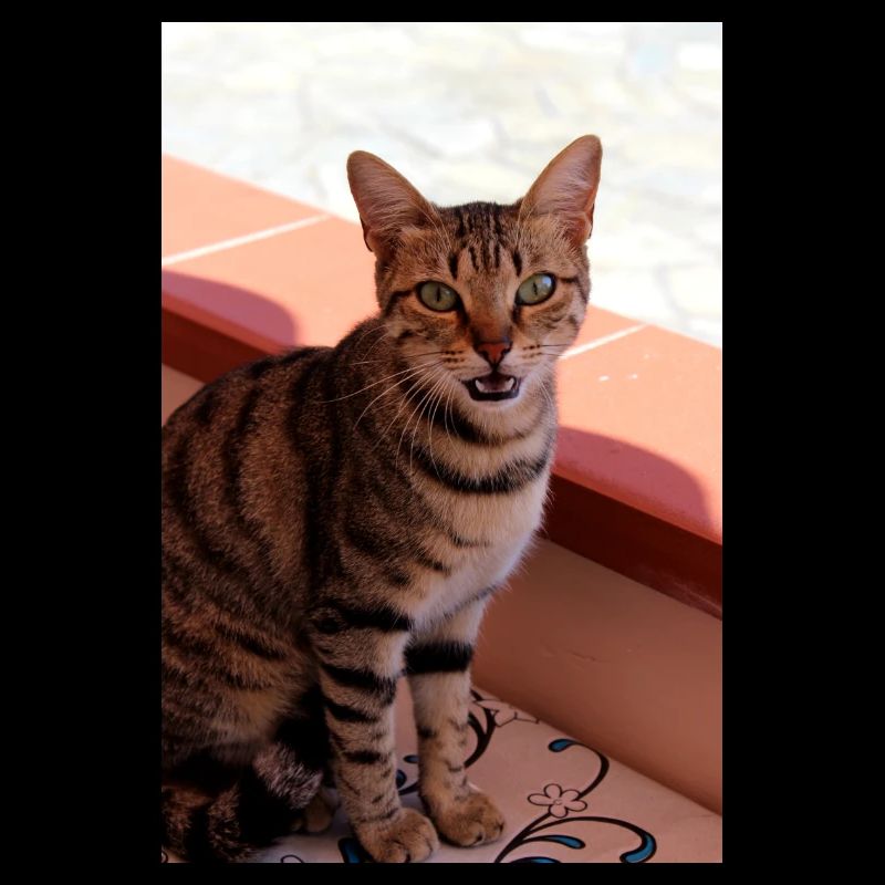 chat, chaton