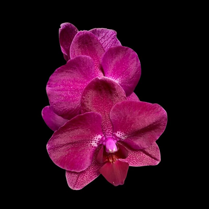 Phalaenopsis Hybride Rose Violet Fleur d’Orchidée
