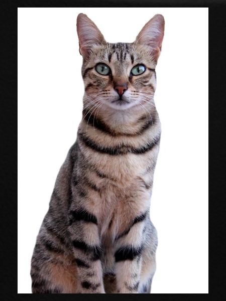 Cat Kitten