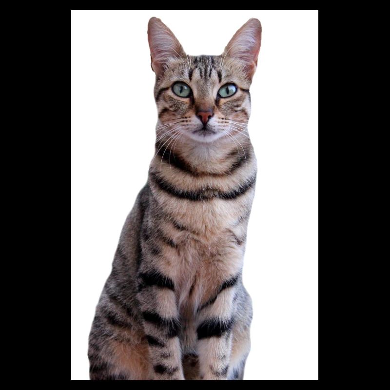 Cat Kitten