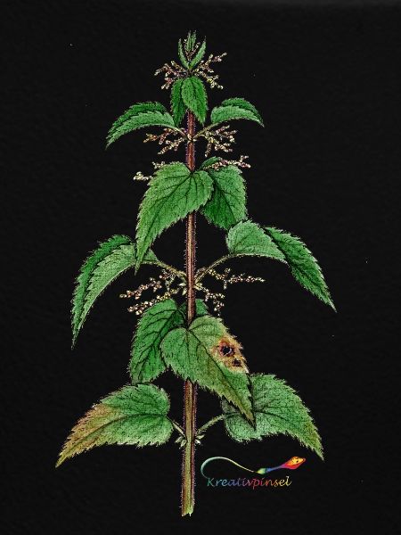 Nettle (Urtica dioica)