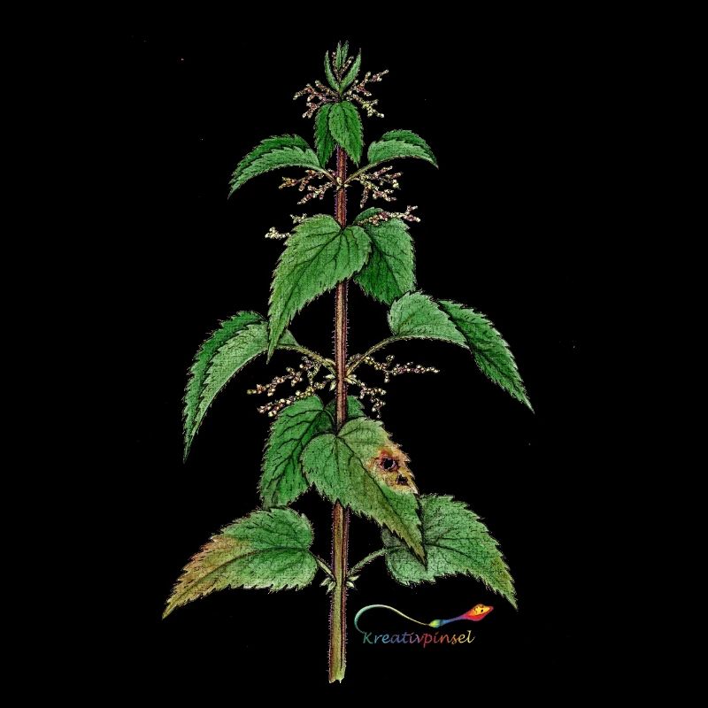 Nettle (Urtica dioica)