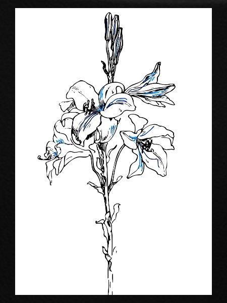 Blue lillies