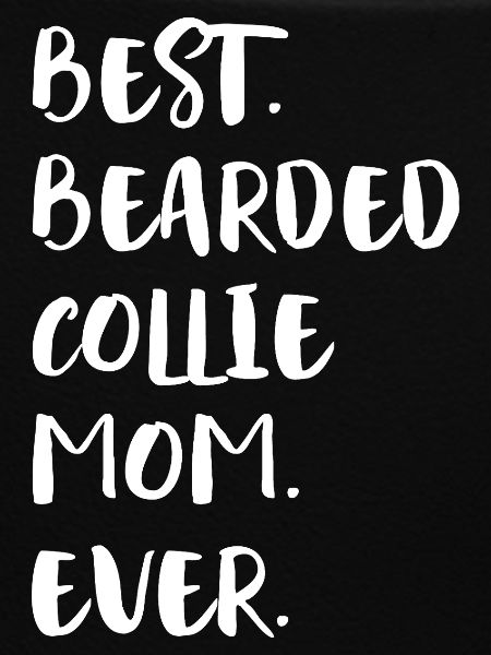 Bearded Collie