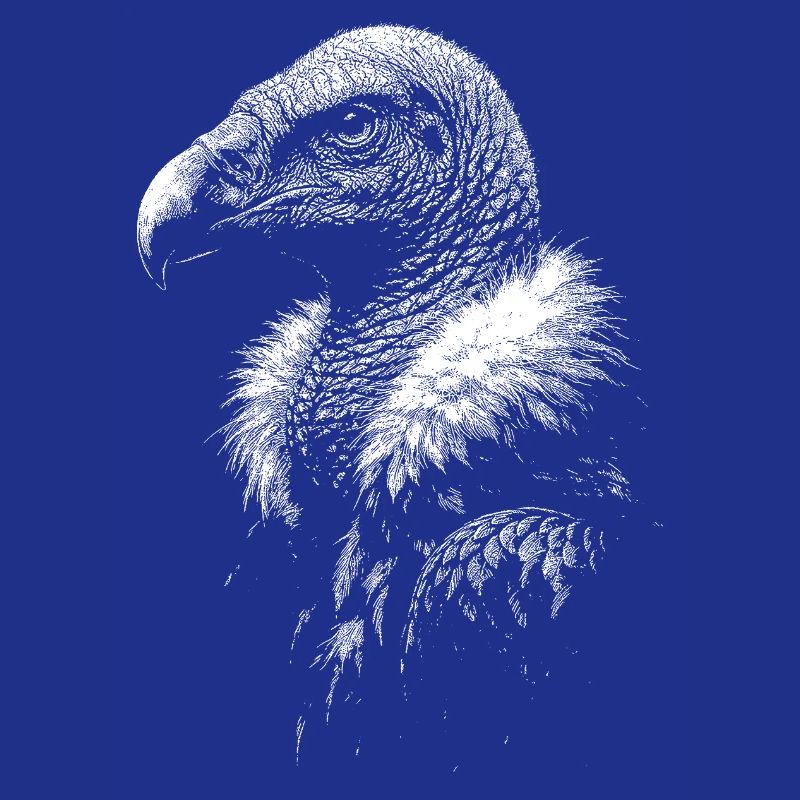 Vulture