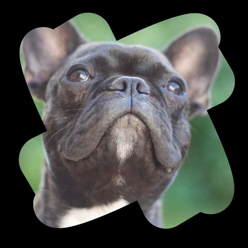 le bulldog français regarde tout mignon