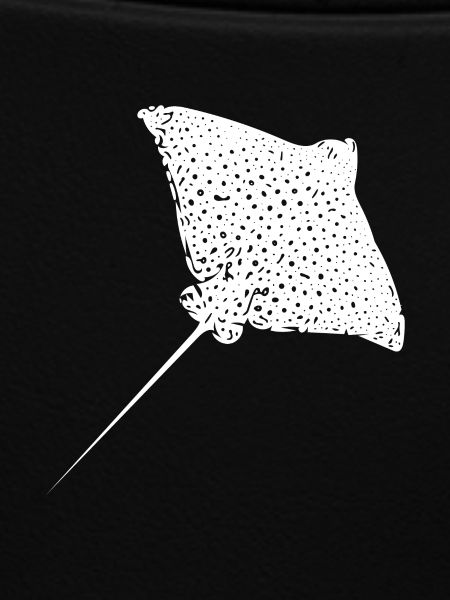 Eagle rays
