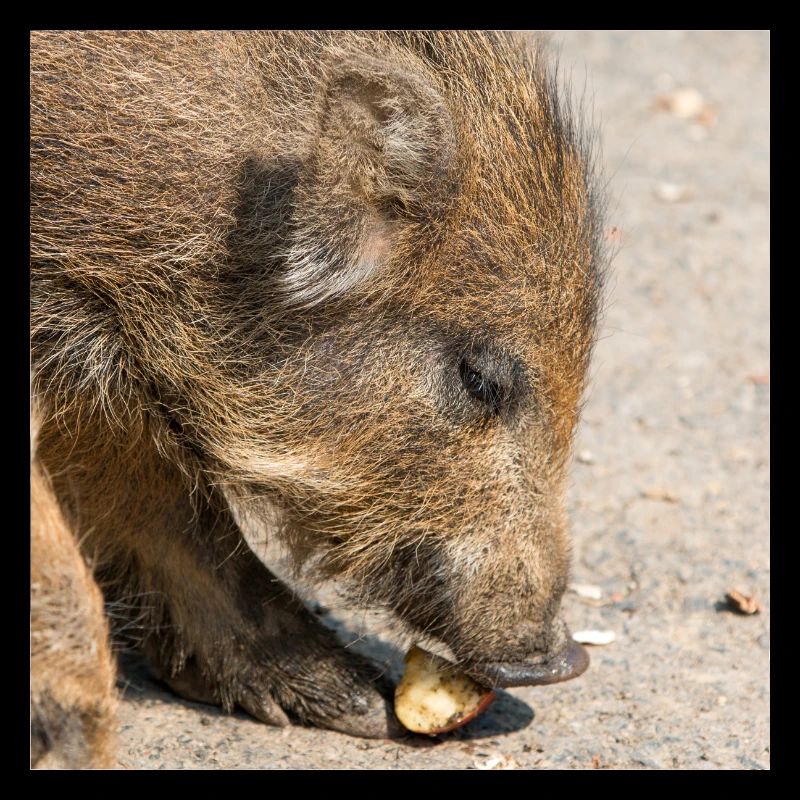 Sanglier (Sus scrofa) dans la forêt