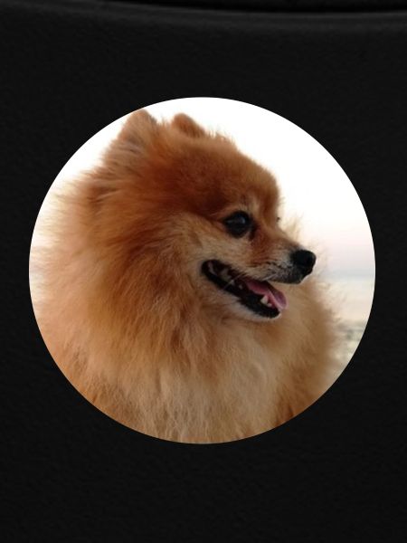 Pomeranian