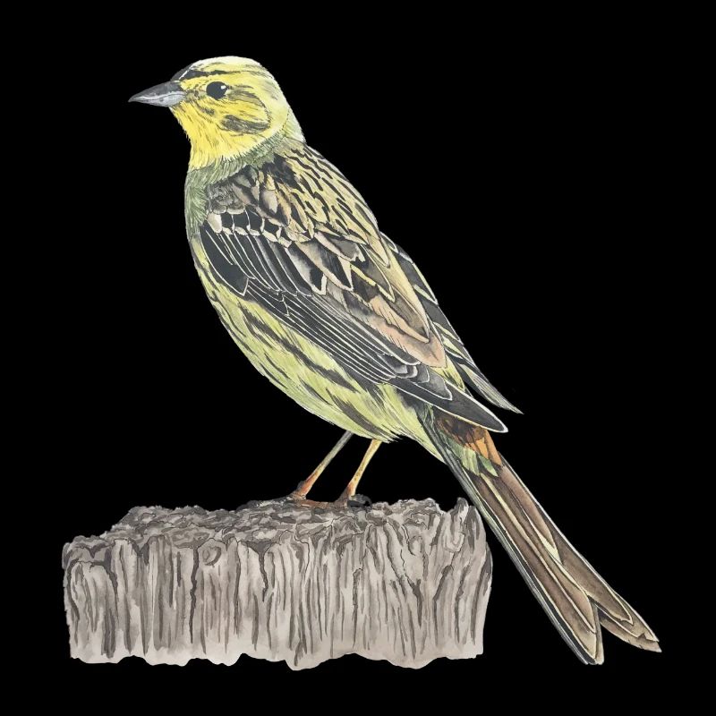 Goldammer Vogel