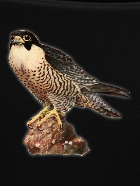 Falcon kestrel