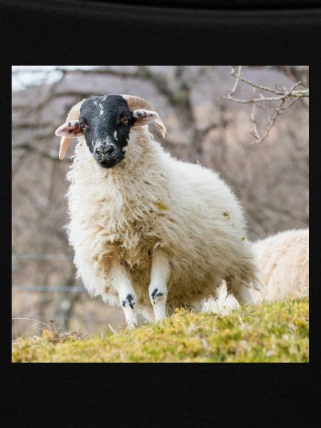 Schaf Ovis in Irland