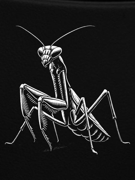 Mantis