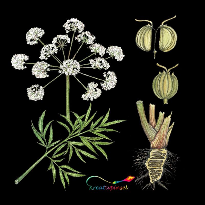 Cowbane