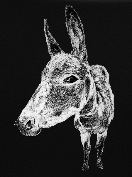 donkey