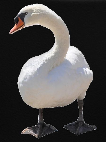 Swan