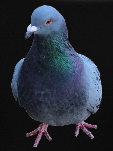 Dove, Bird