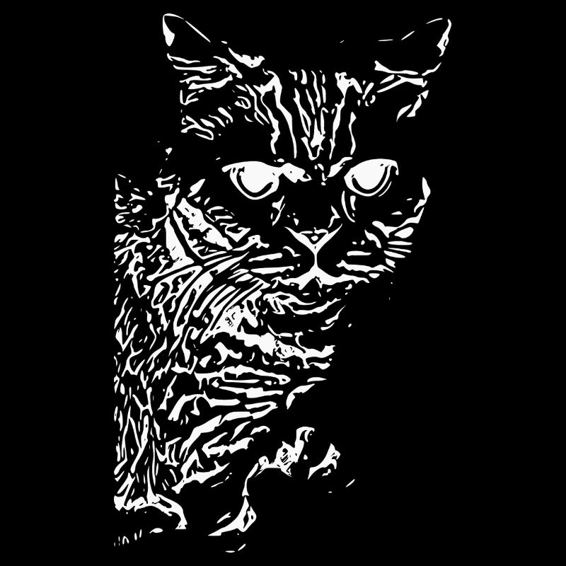 britisch Kurzhaar Katze Katze schwarz Katzen