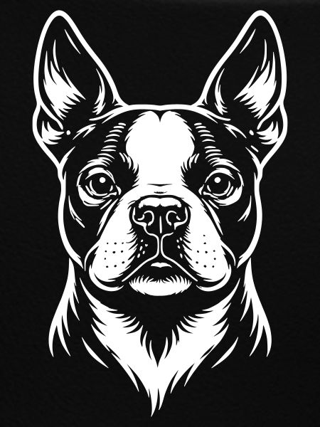 Boston Terrier Kopf