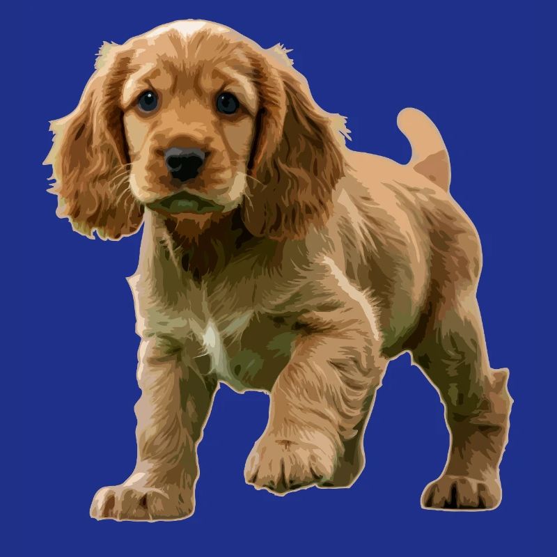 Chiot Cocker Spaniel