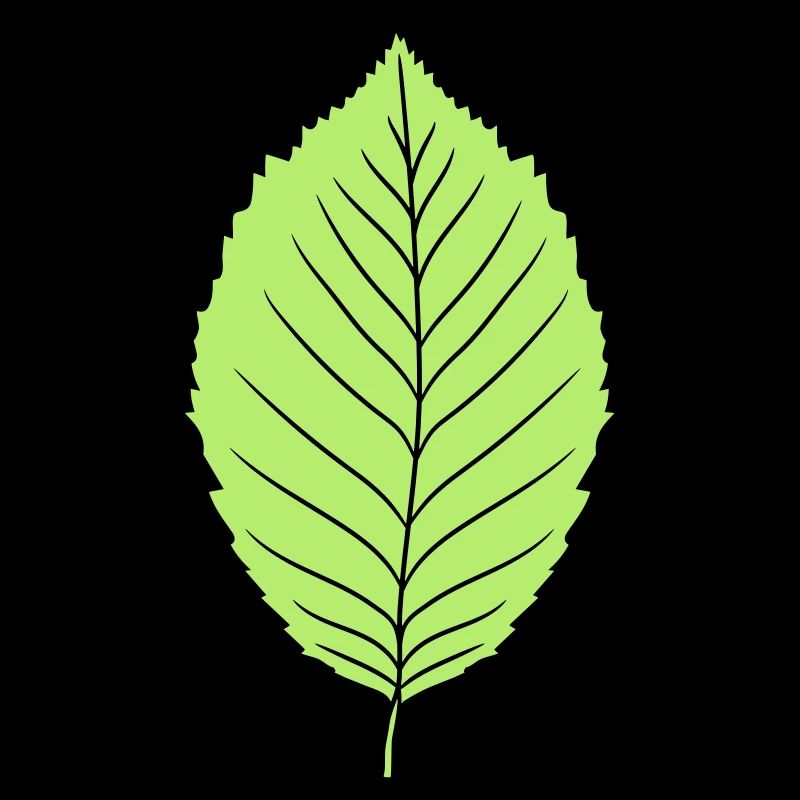 hêtre feuille arbre plante forme clip art conception forêt