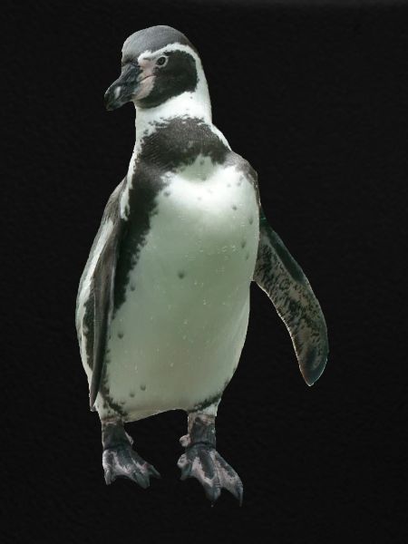 Pinguin