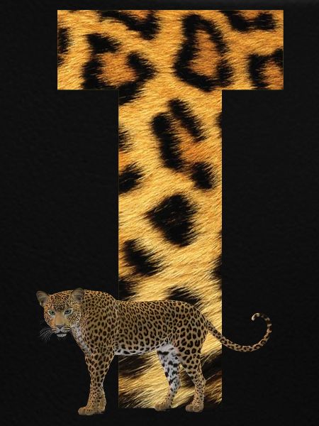 leopard t