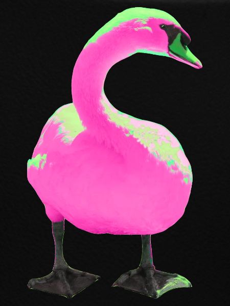 Swan