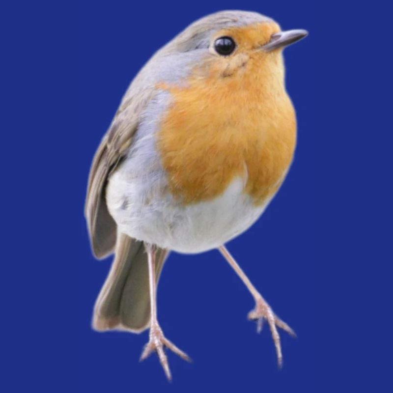 Robin Magic Cute Bird Nature Gift