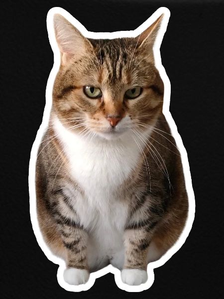 Missty assise