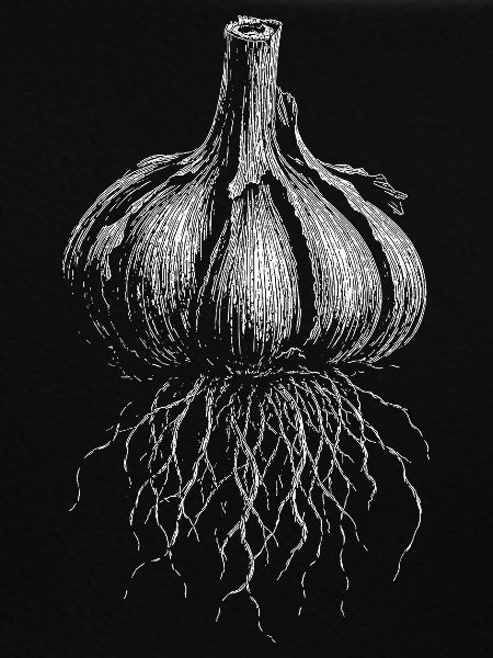 Knoblauch