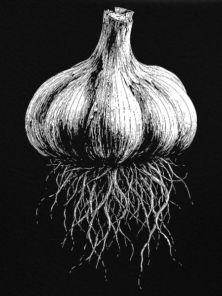 Knoblauch