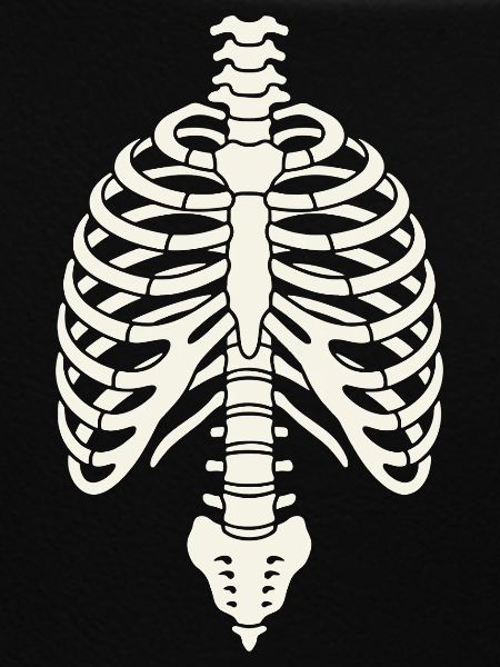 Anatomisches Skelett-Brustkorbdesign