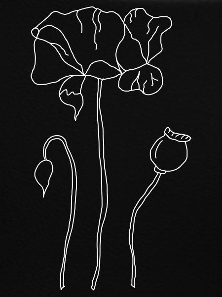 Mohnblume