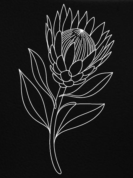Protea Linienstudie auf Schwarz