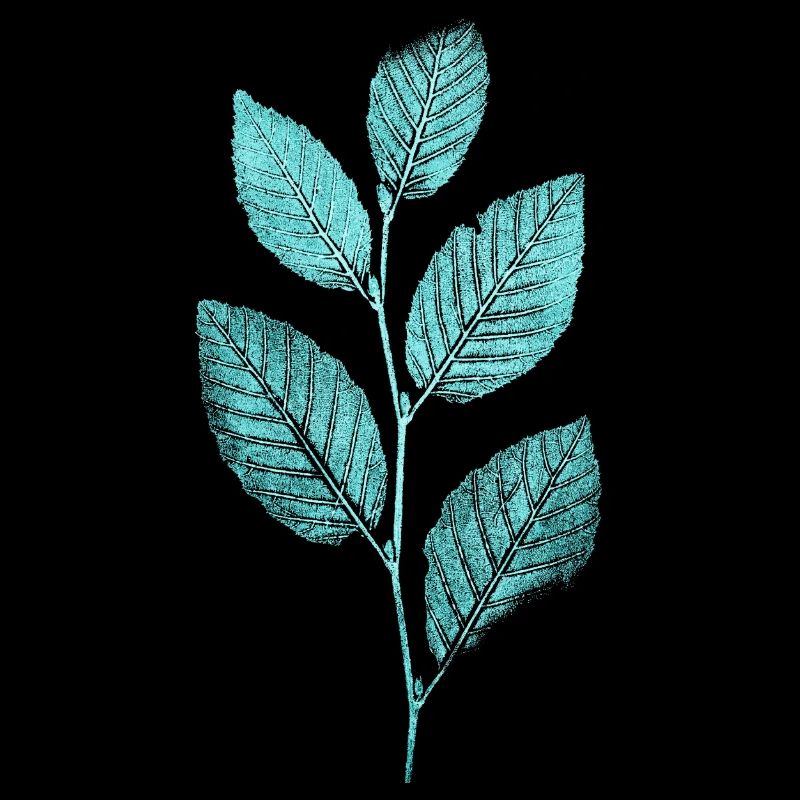 Branche de feuilles / hêtraies