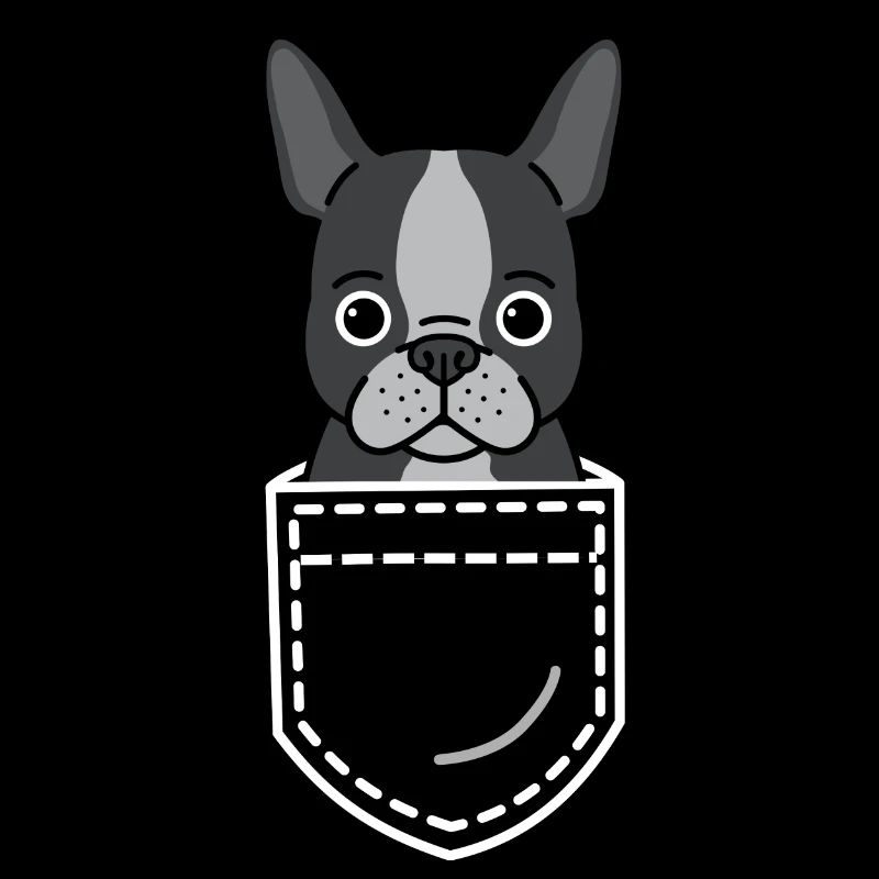 Hund Boston Terrier