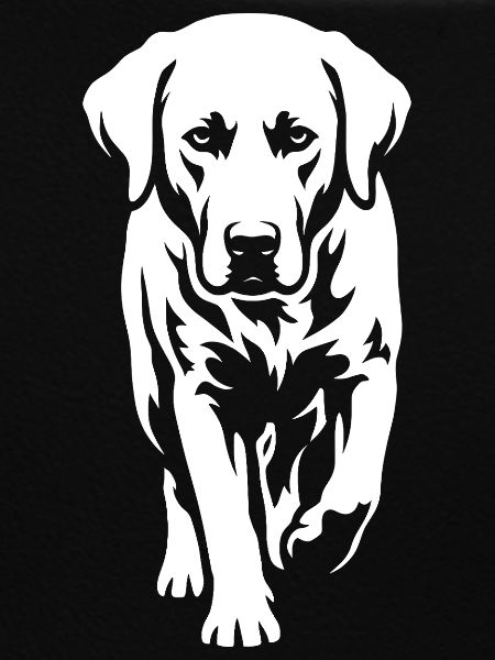Labrador – Timeless elegance