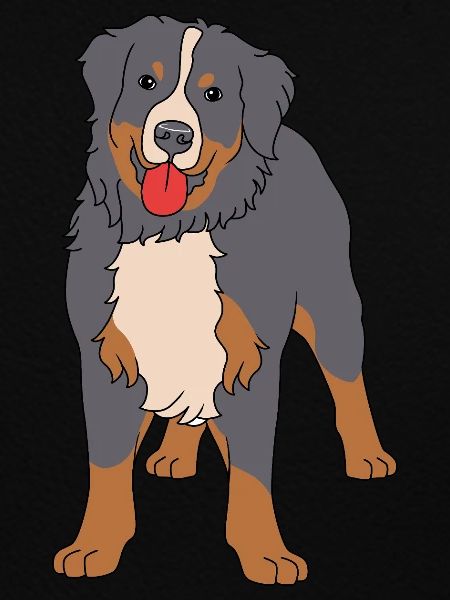 Berner Sennenhund
