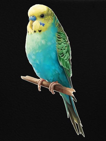 Budgerigar